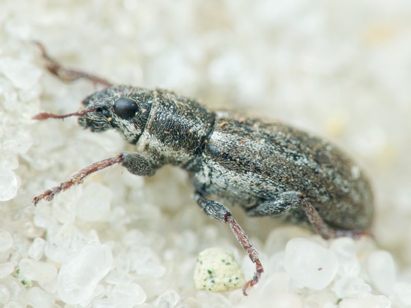 Sitona inops Gyllenhal, 1832